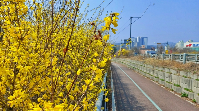 가평의 상징, 군화(郡花) 개나리가 봄의 문턱을 열었다.