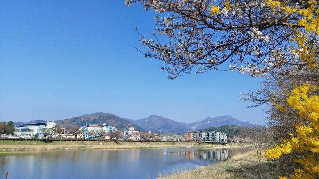벚꽃과 개나리가 수놓은 ‘조종내길’ 봄의 향연